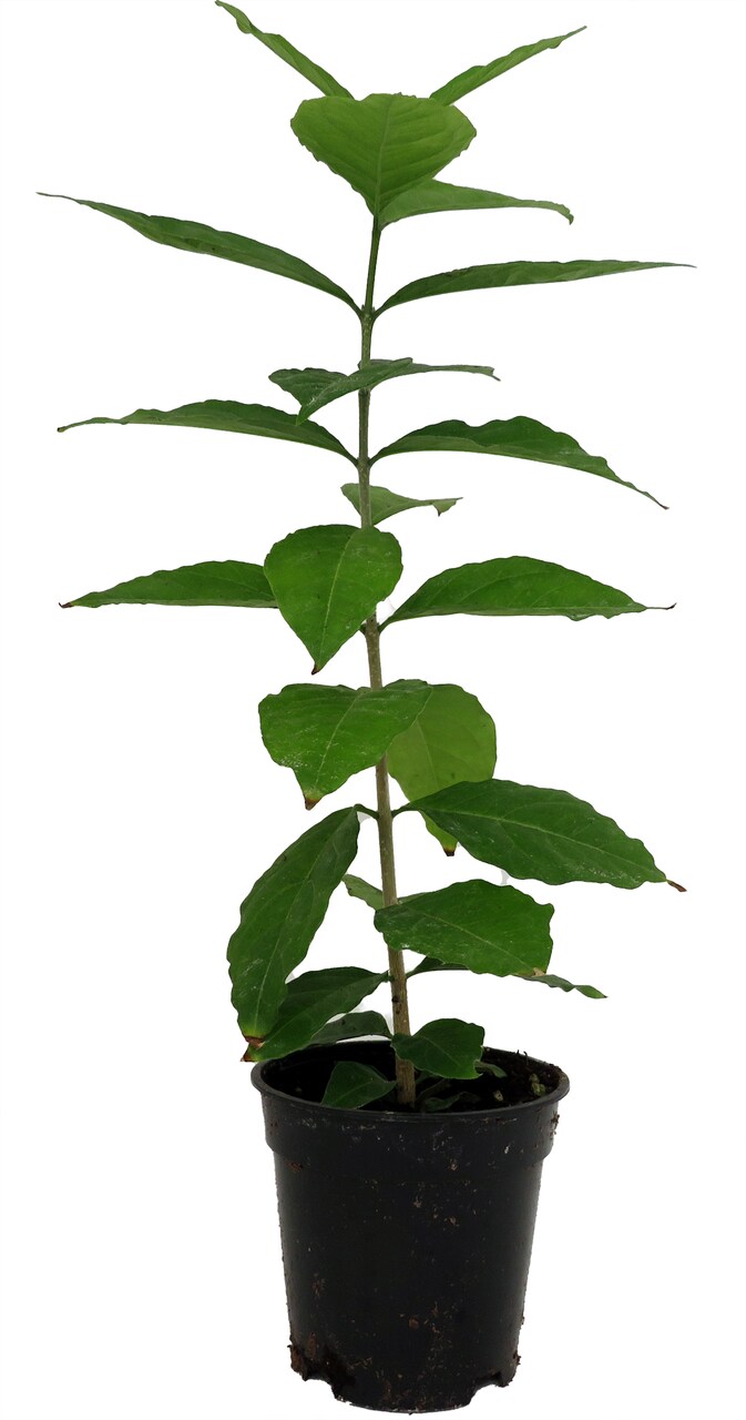 Peanut Butter Fruit Plant -Bunchosia Argentea - Houseplant/Outdoors - 4" Pot